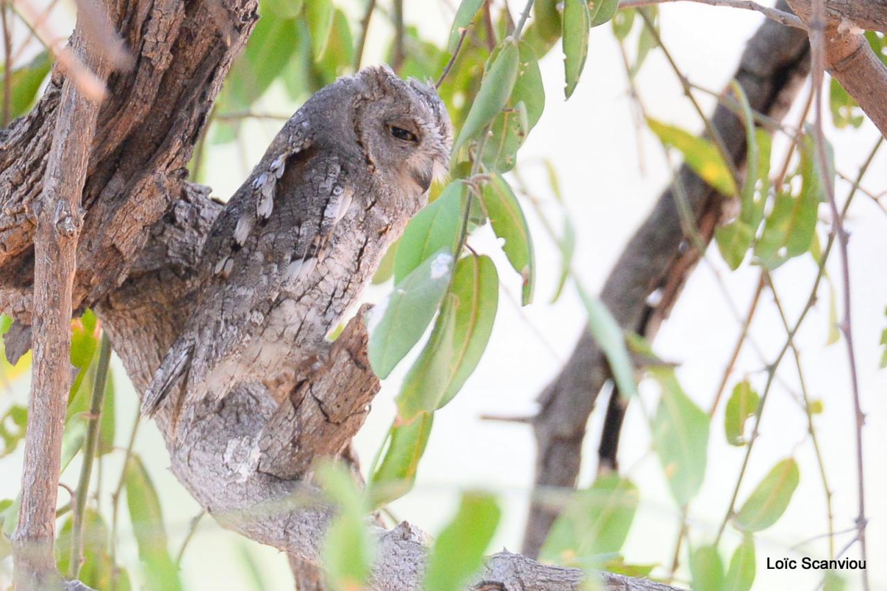 Petit-duc africain/African Scops-Owl 