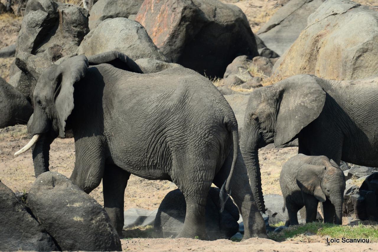 Eléphant (62)