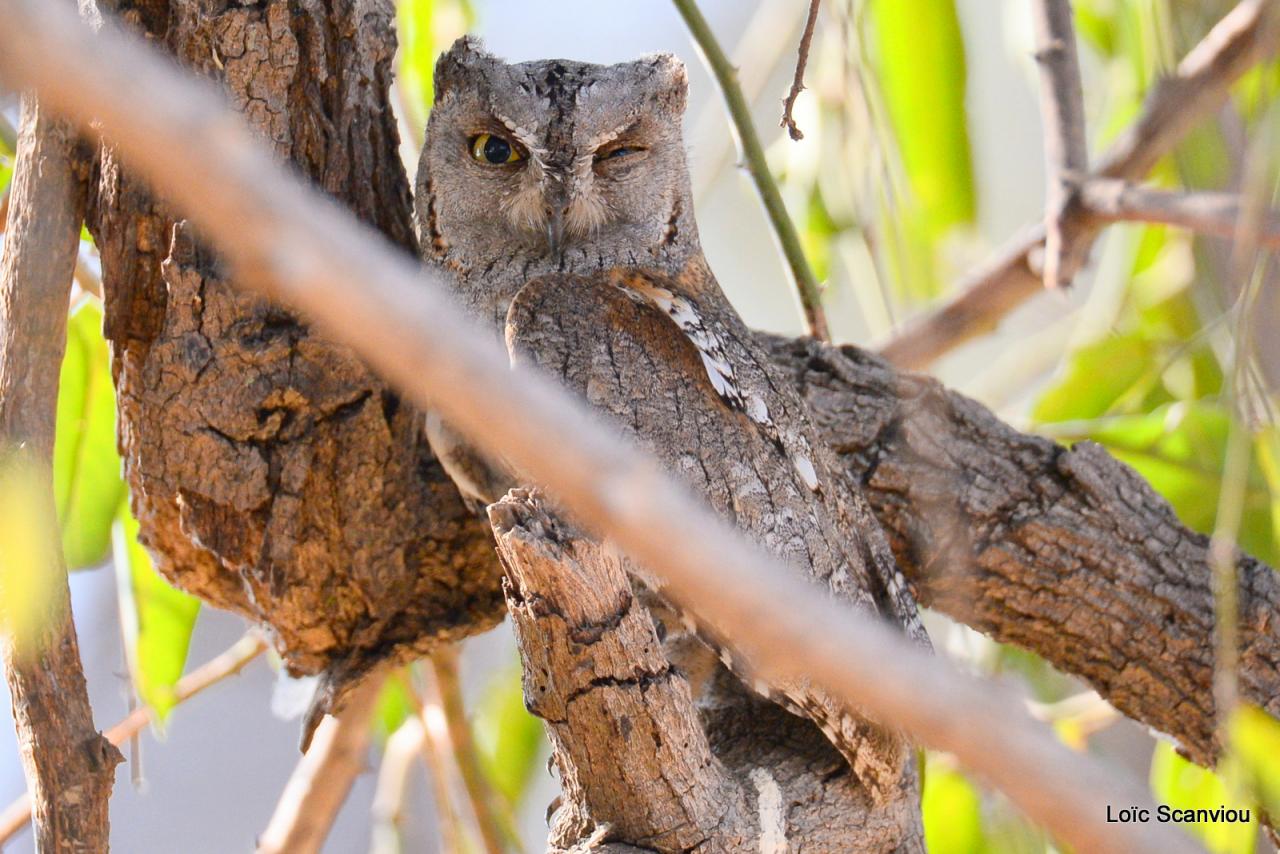 Petit-duc africain/African Scops Owl (2)