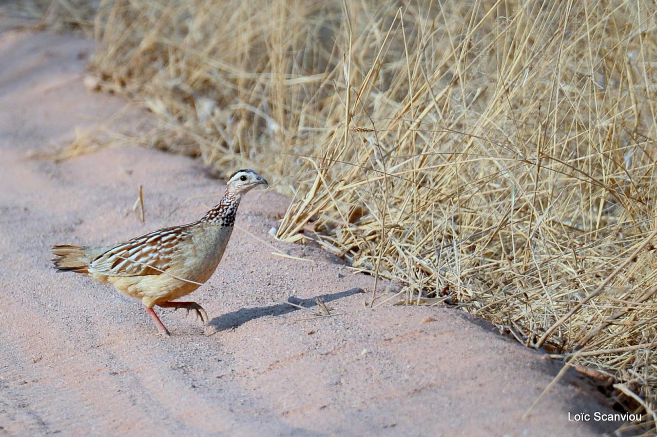 Francolin huppé/Crested Francolin (1)