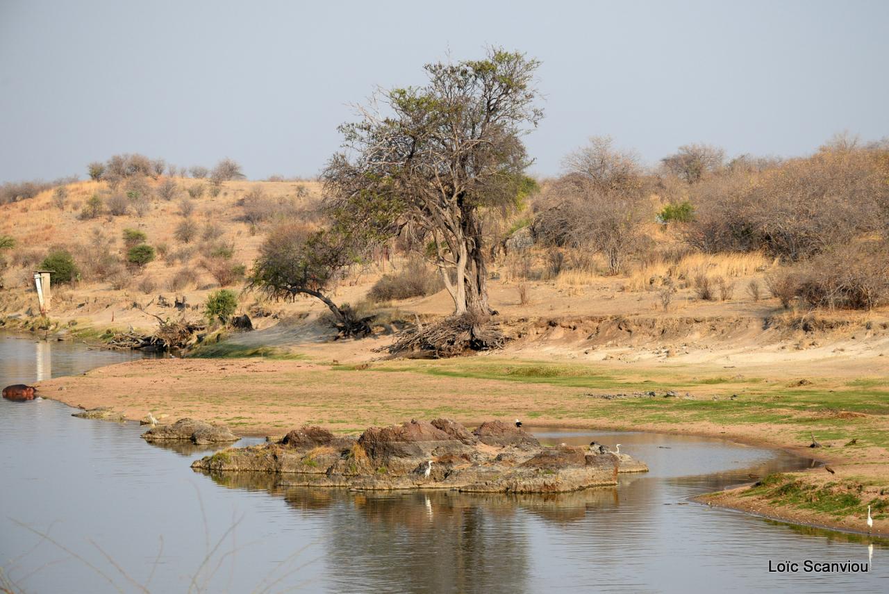 Ruaha (10)