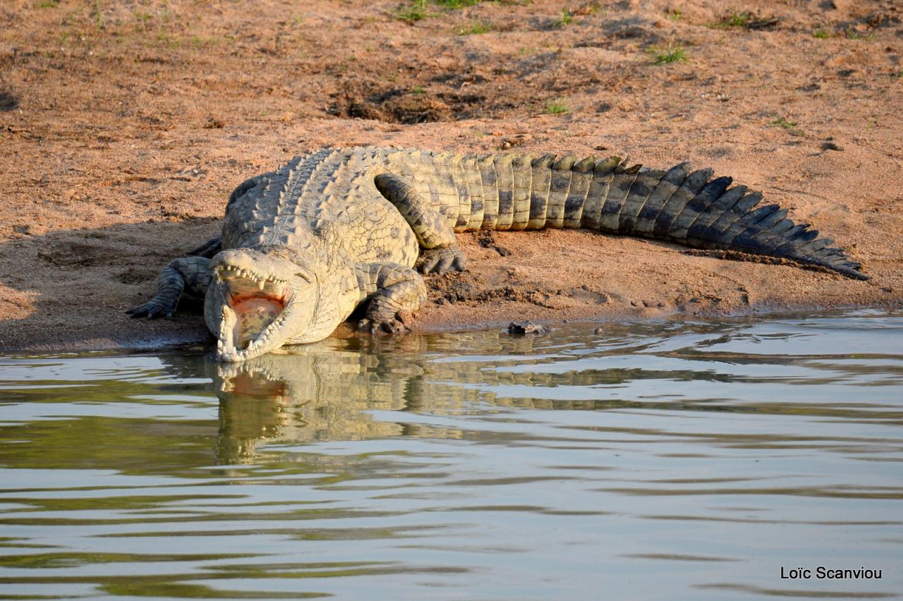 Crocodile (1)