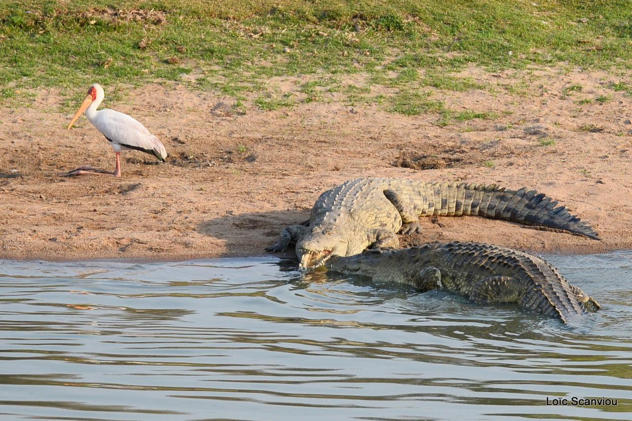 Crocodile (2)