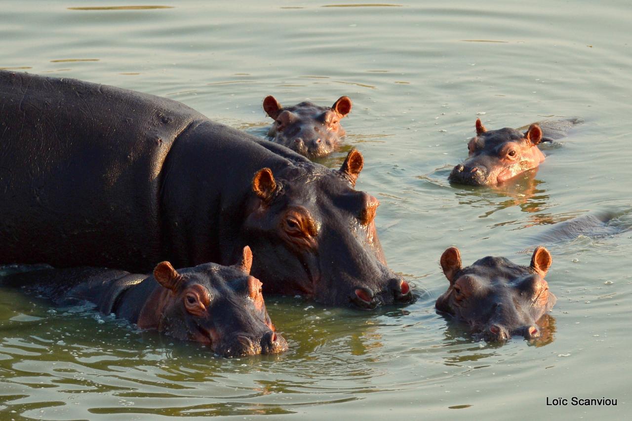 Ruaha octobre 2017 (238)