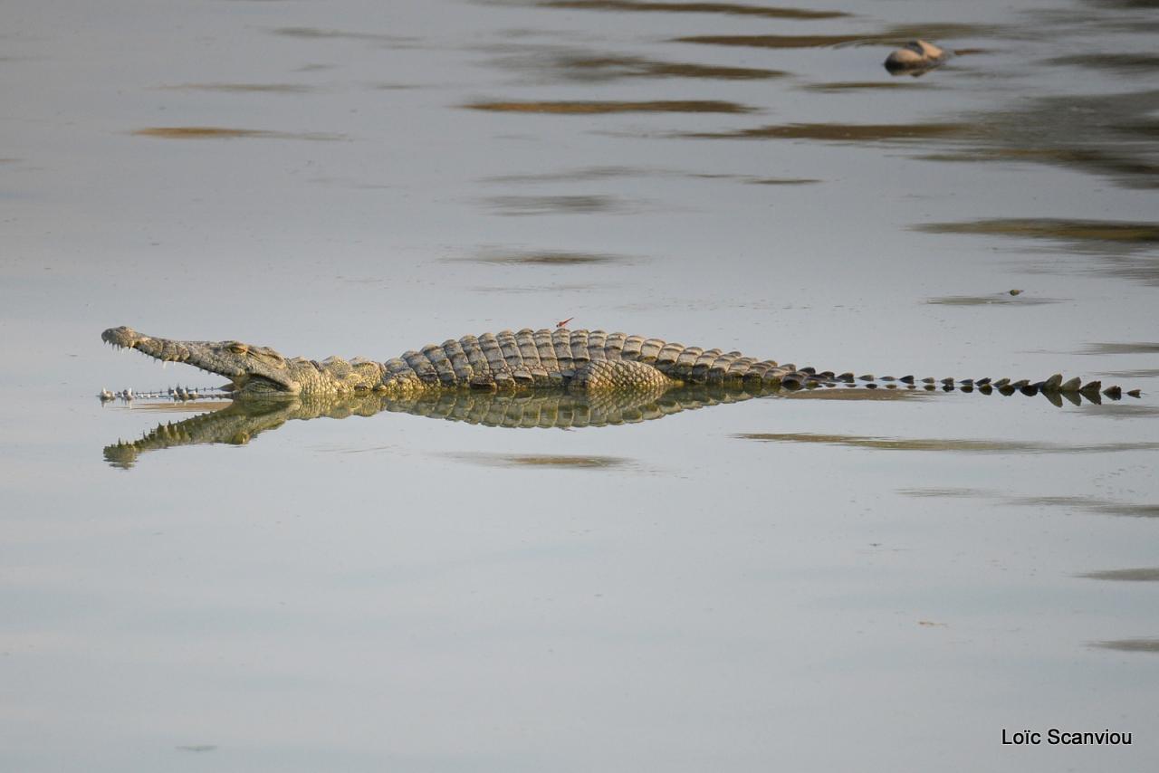 Crocodile (3)