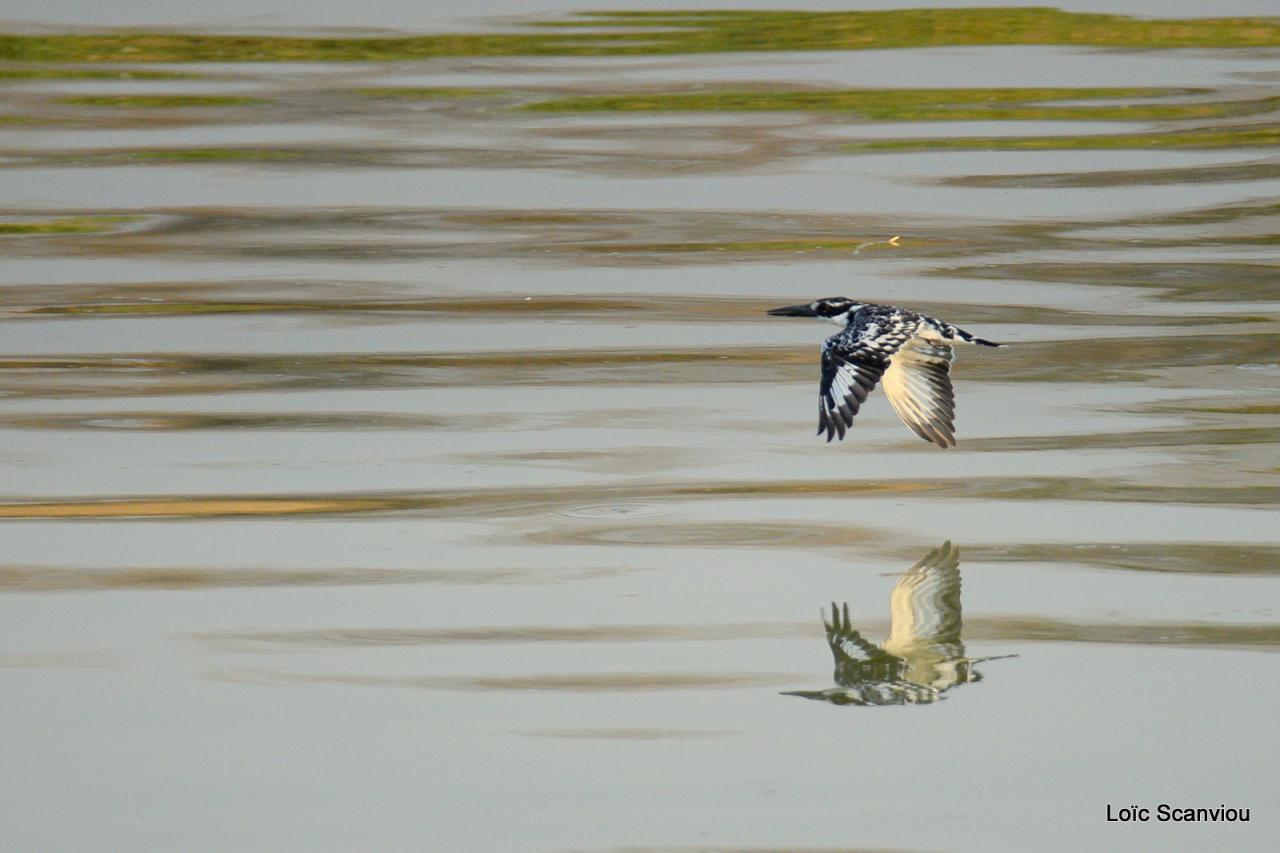 Martin-pêcheur pie/Pied Kingfisher (1)