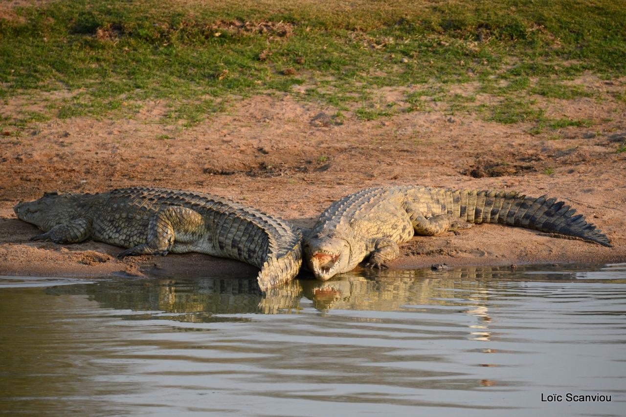 Crocodile (4)