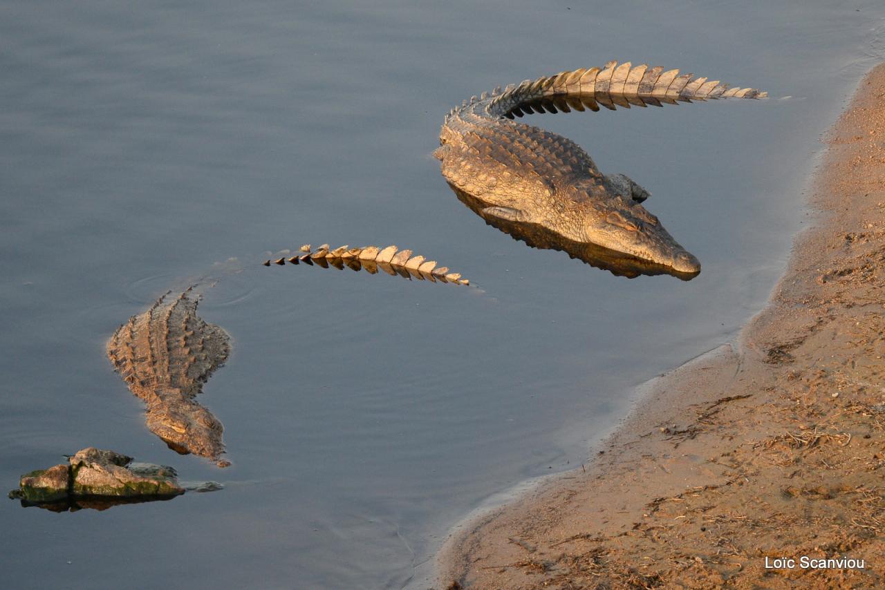 Crocodile (5)