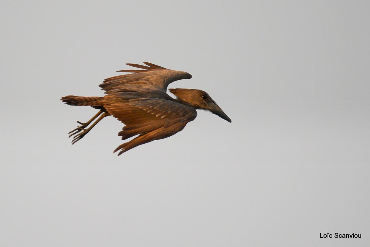 Ombrette/Hamerkop (1)