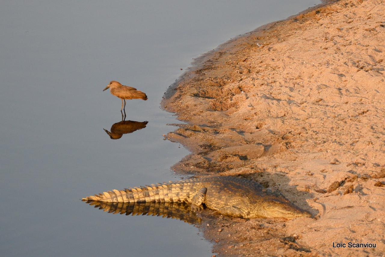 Ombrette et crocodile (1)