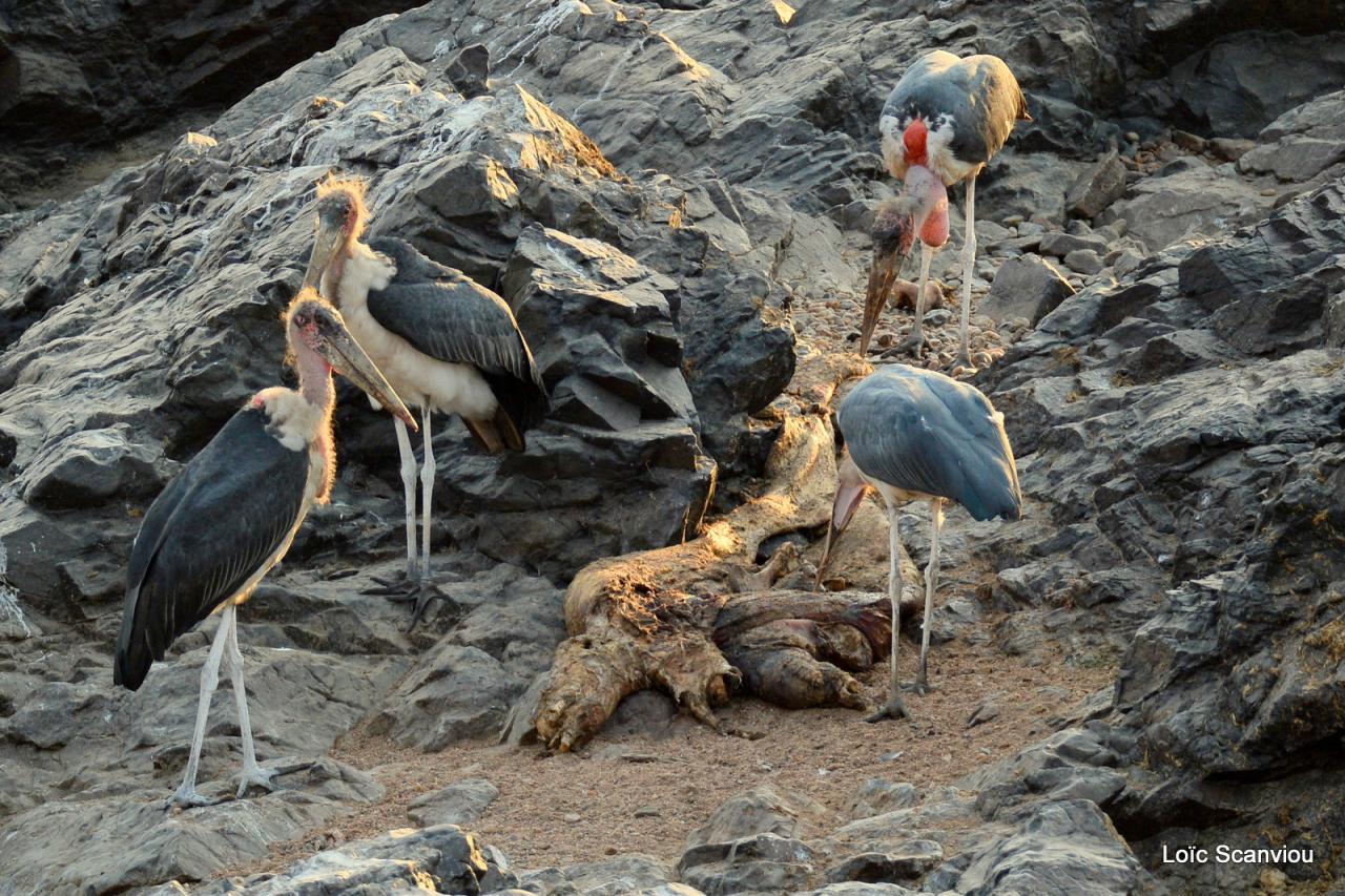 Marabout/Marabou Stork (1)