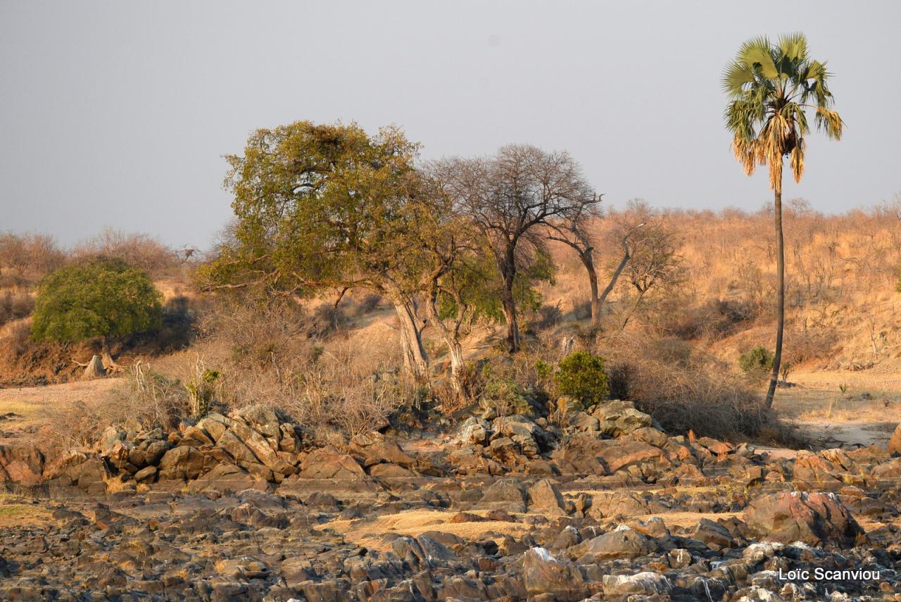 Ruaha (11)