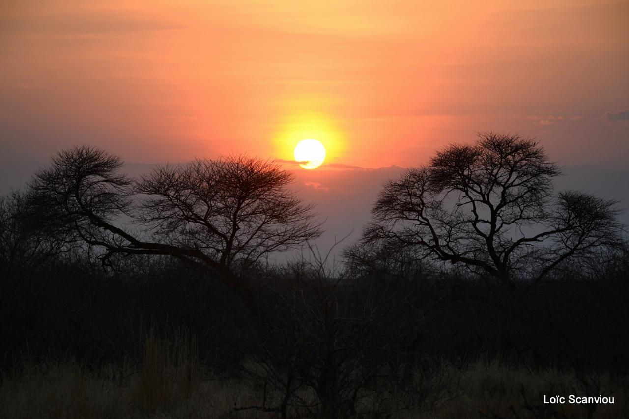 Ruaha (12)