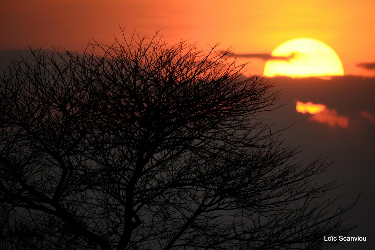 Ruaha (13)
