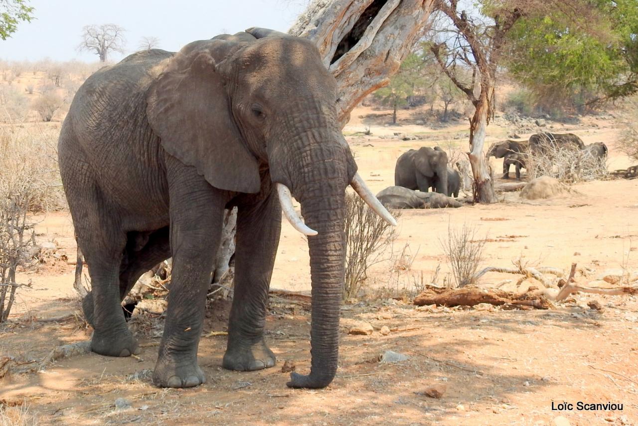 Eléphant (65)