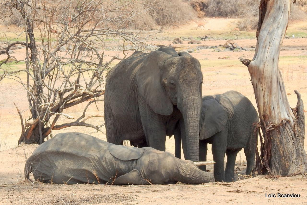Eléphant (66)