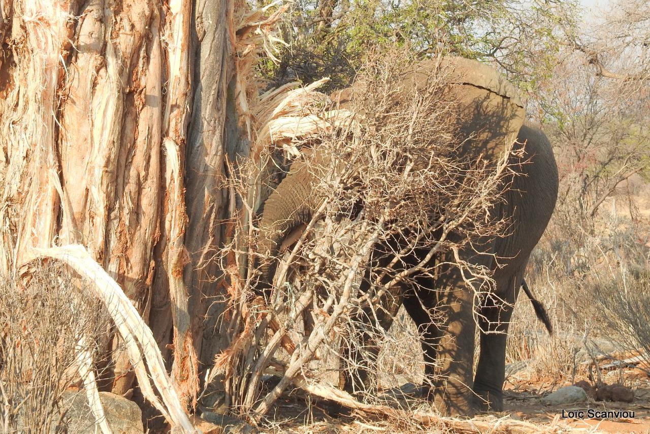 Eléphant (68)