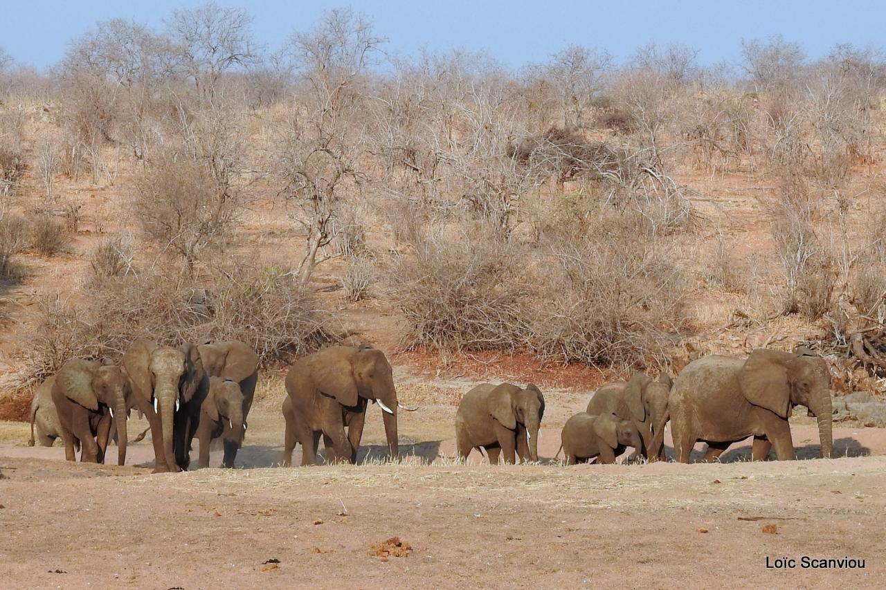Eléphant (69)