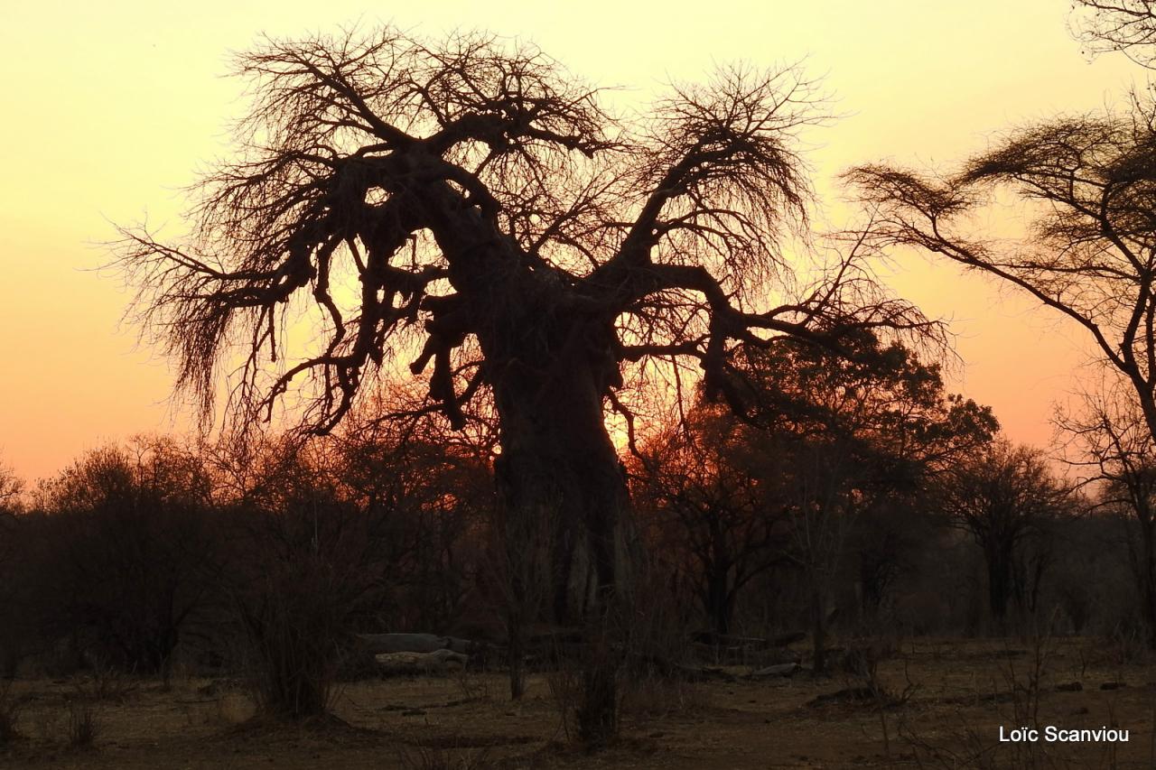 Ruaha (14)