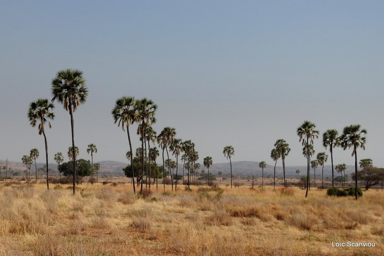 Ruaha (15)