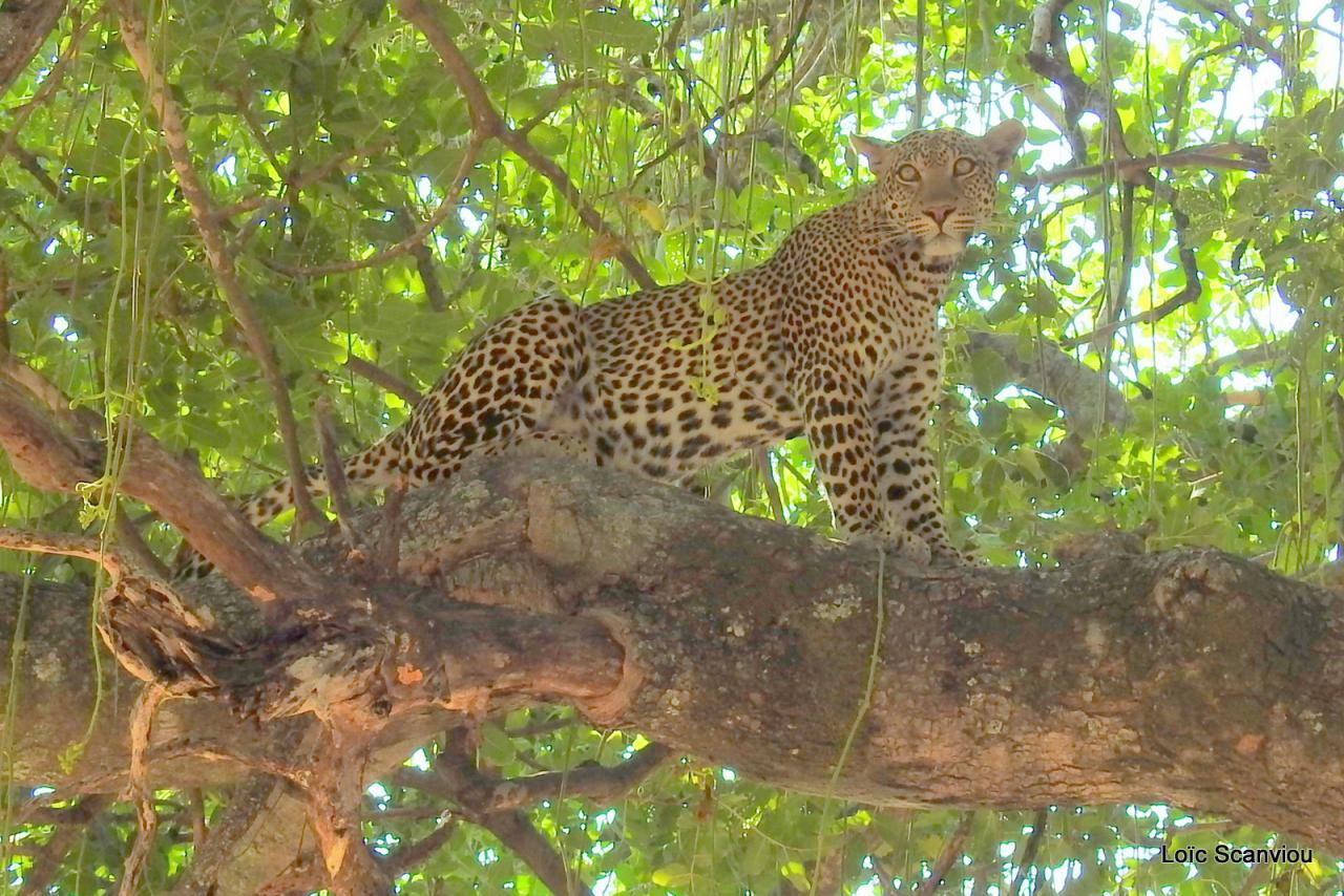 Léopard dans un arbre (18)