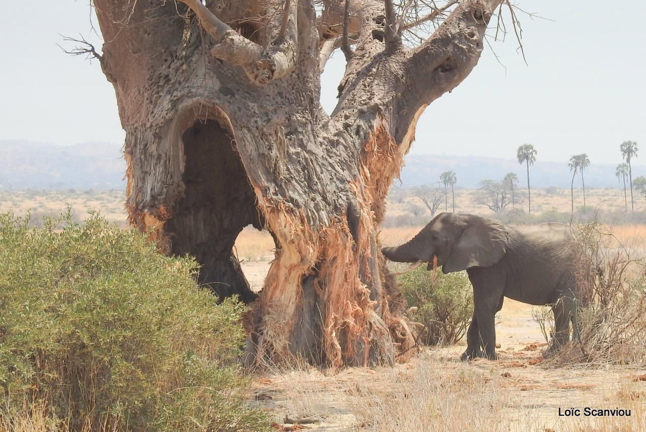 Eléphant (73)