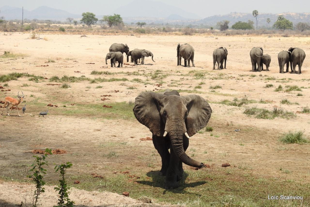 Eléphant (75)