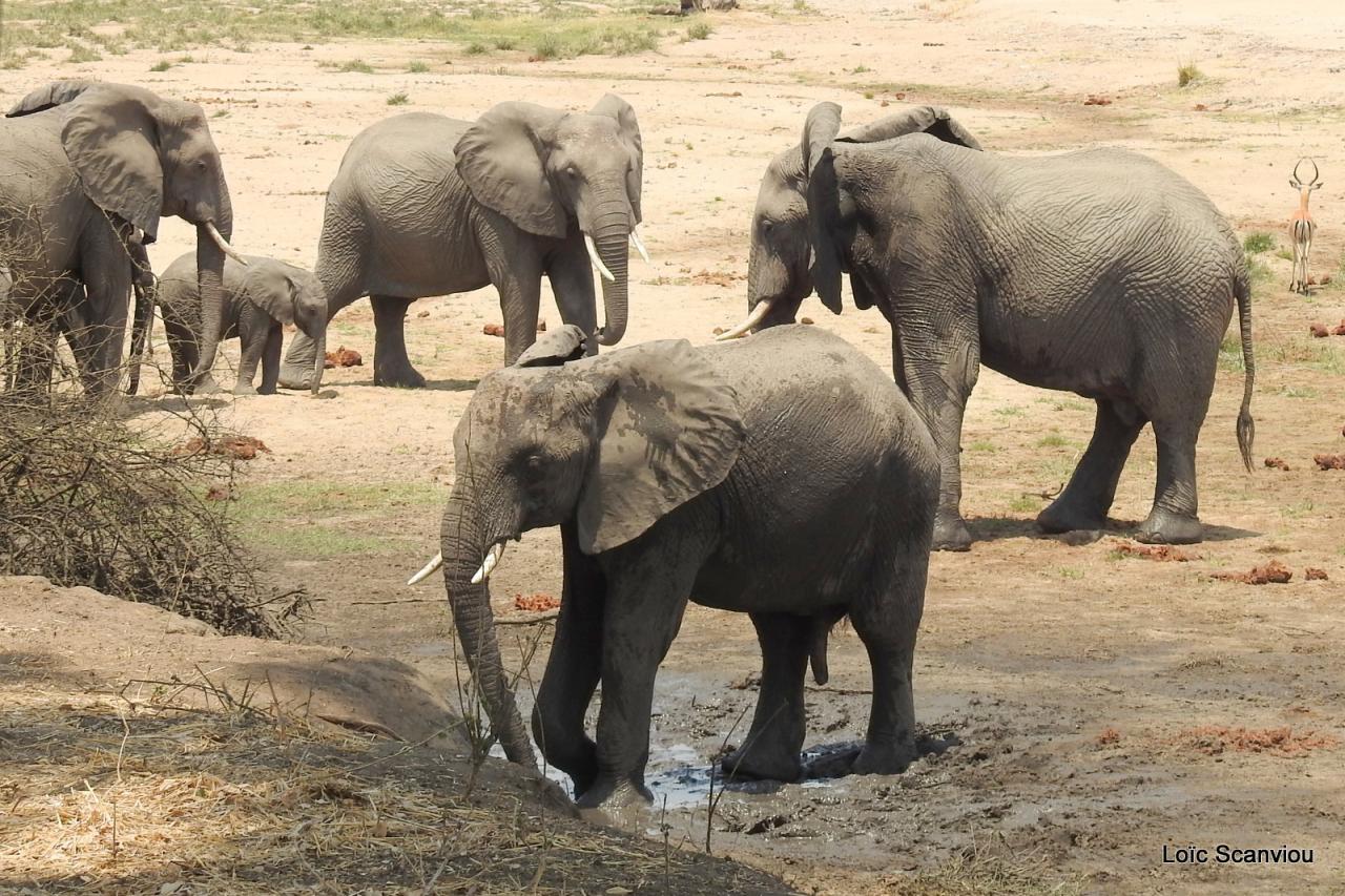 Eléphant (76)