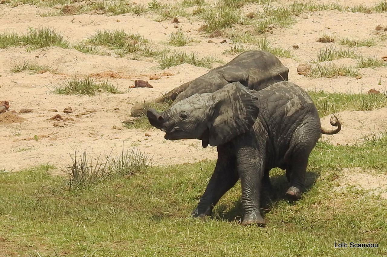Eléphant (77)