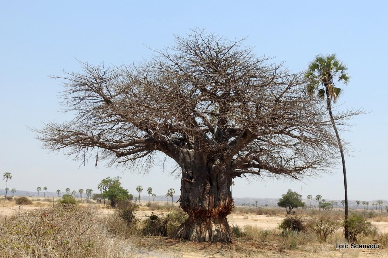 Baobab/Baobab Tree (9)