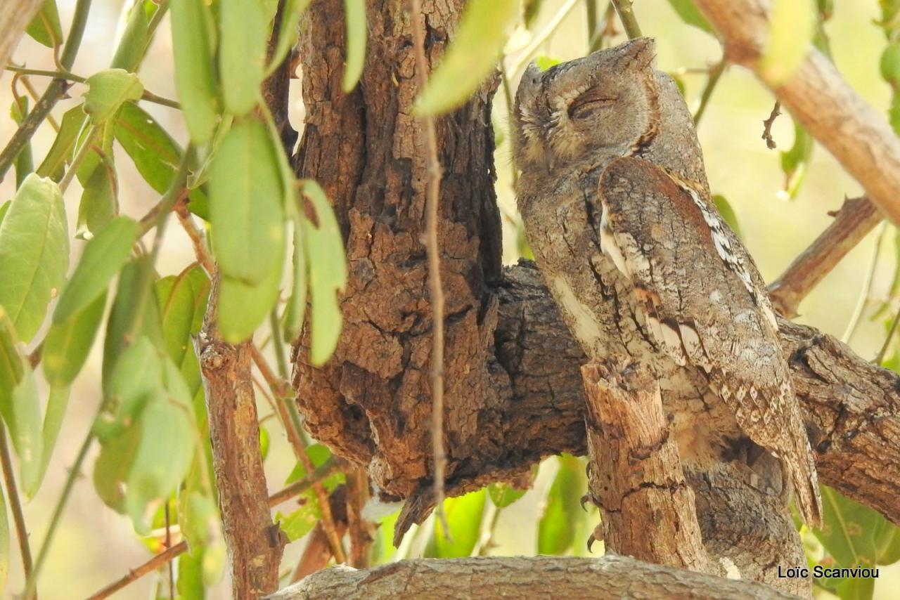 Petit-duc africain/African Scops Owl (3)