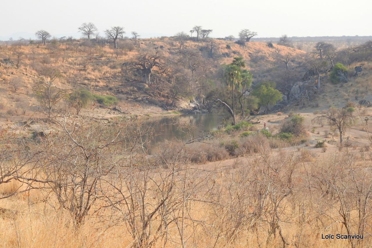 Ruaha (16)