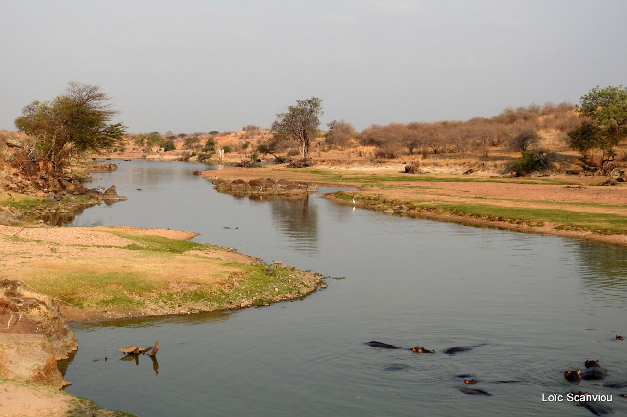 Ruaha (17)