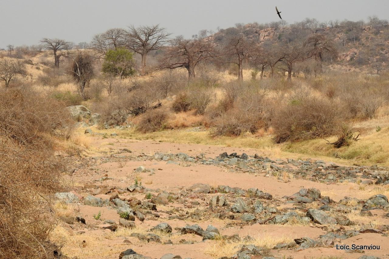 Ruaha (18)