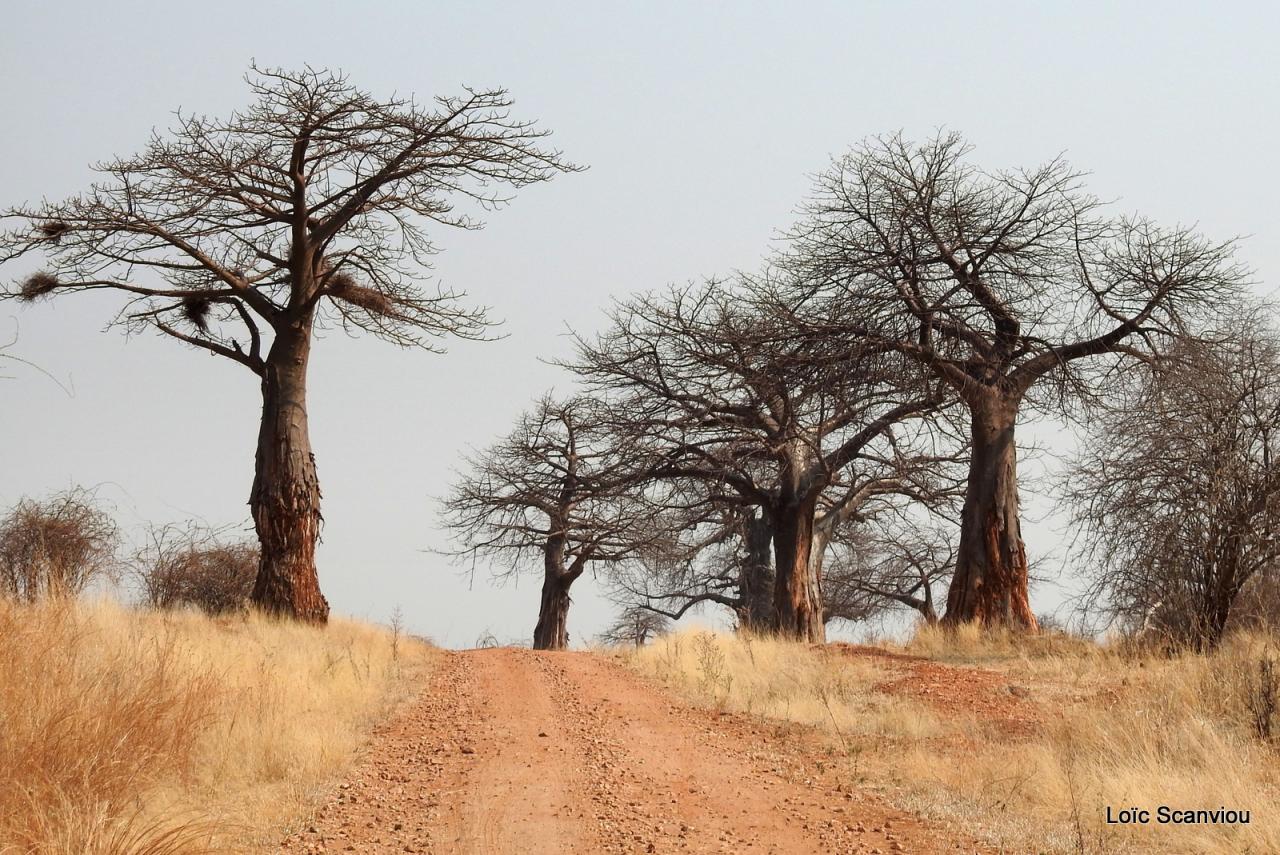 Baobab/Baobab Tree (10)
