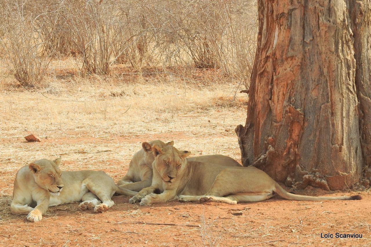 Lion (35)