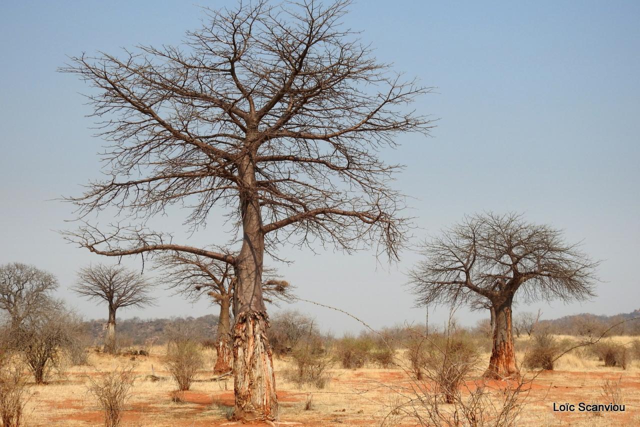 Baobab/Baobab Tree (11)