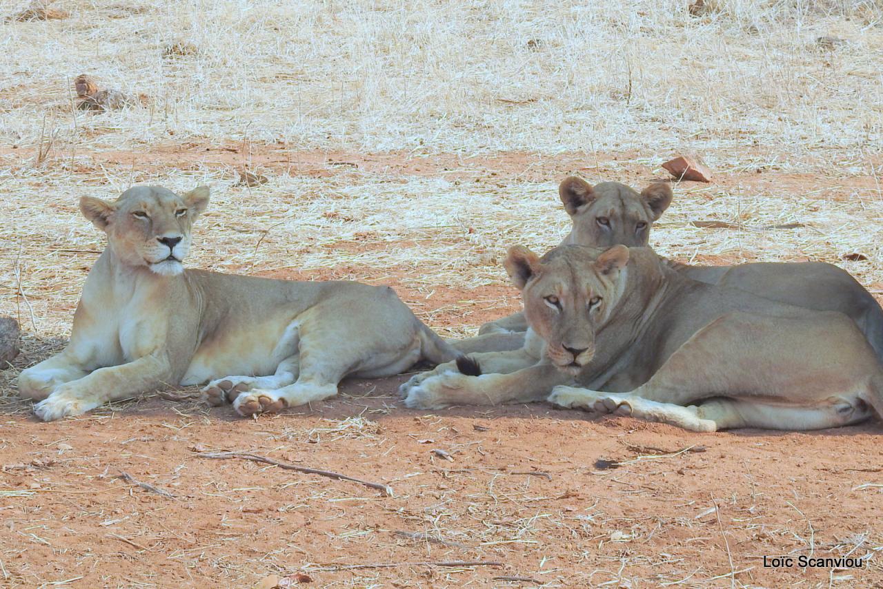 Lion (36)