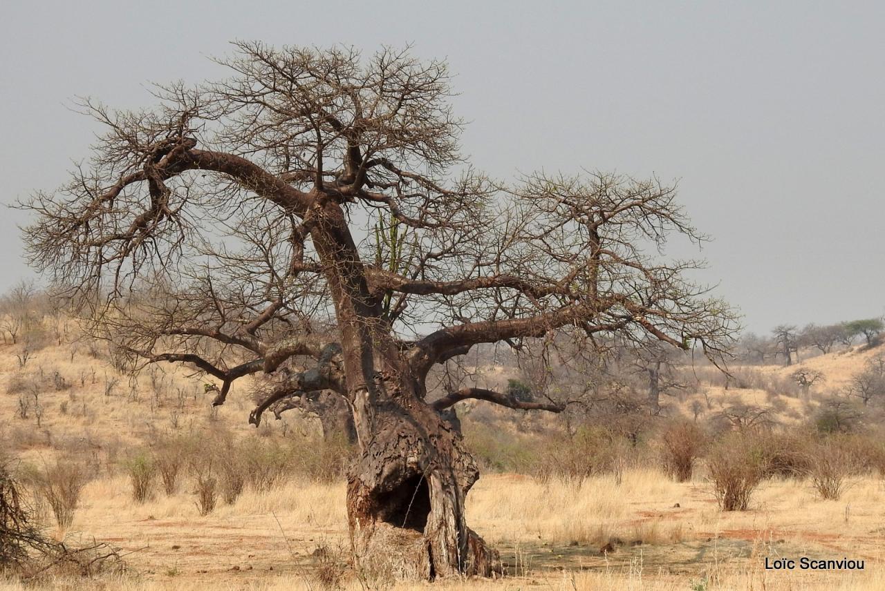 Baobab/Baobab Tree (12)