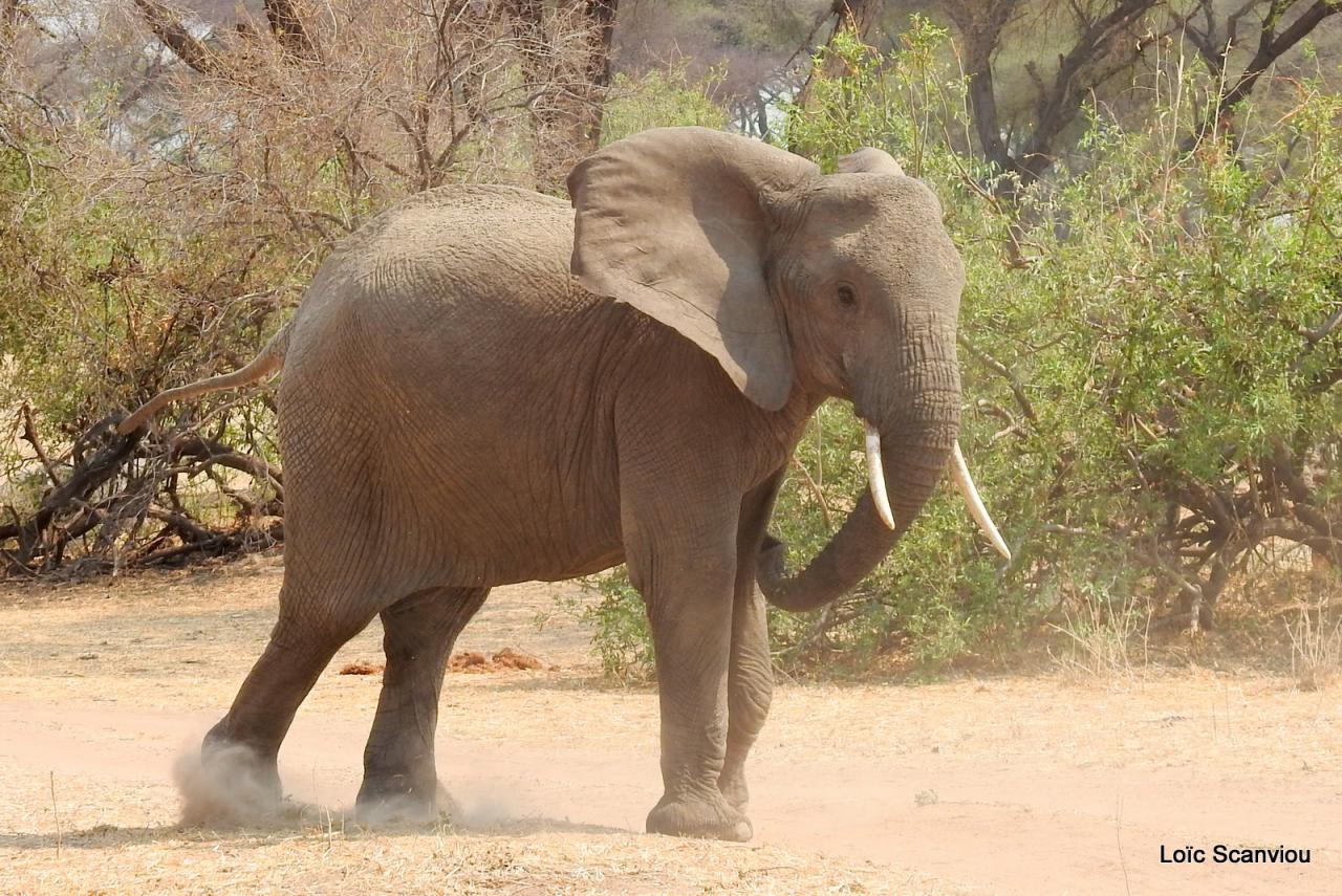 Eléphant (79)