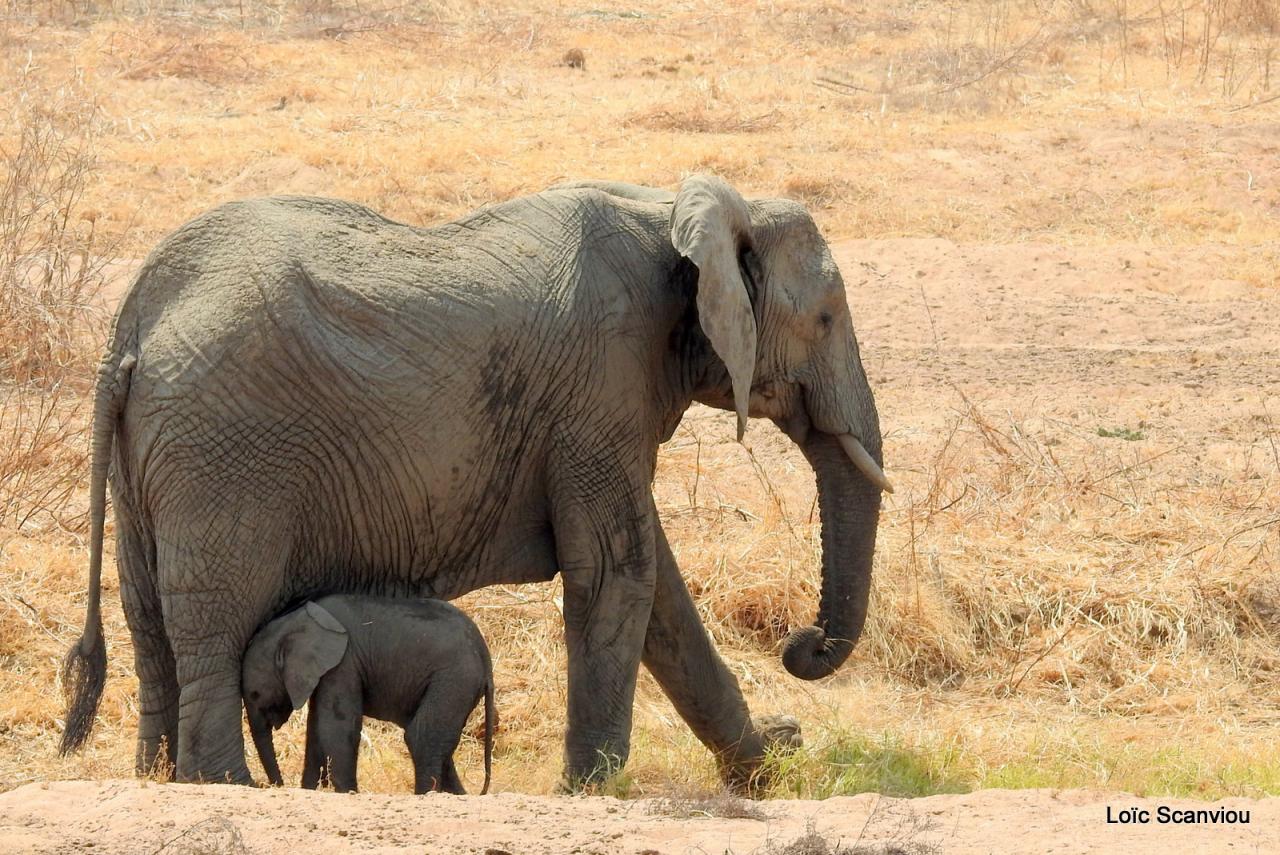 Eléphant (80)