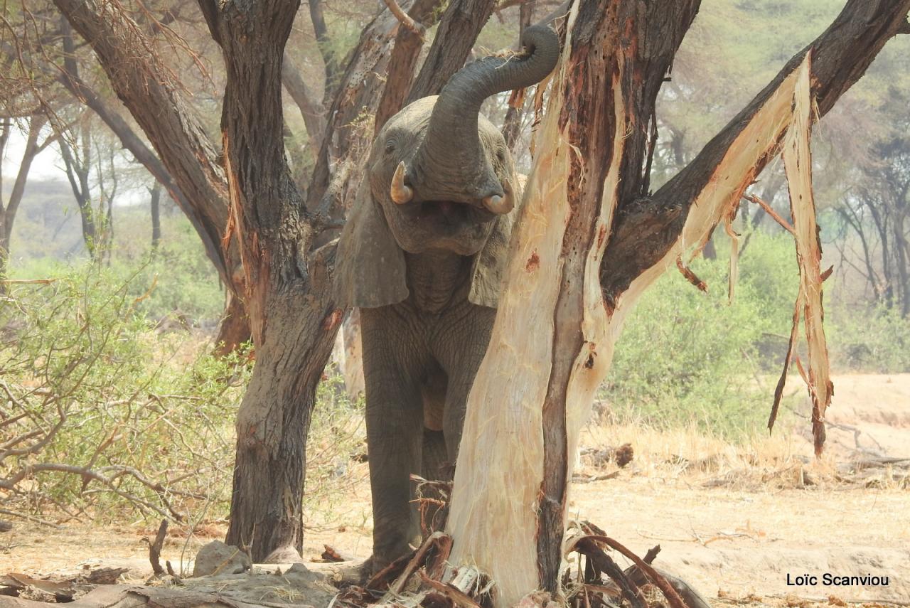 Eléphant (81)