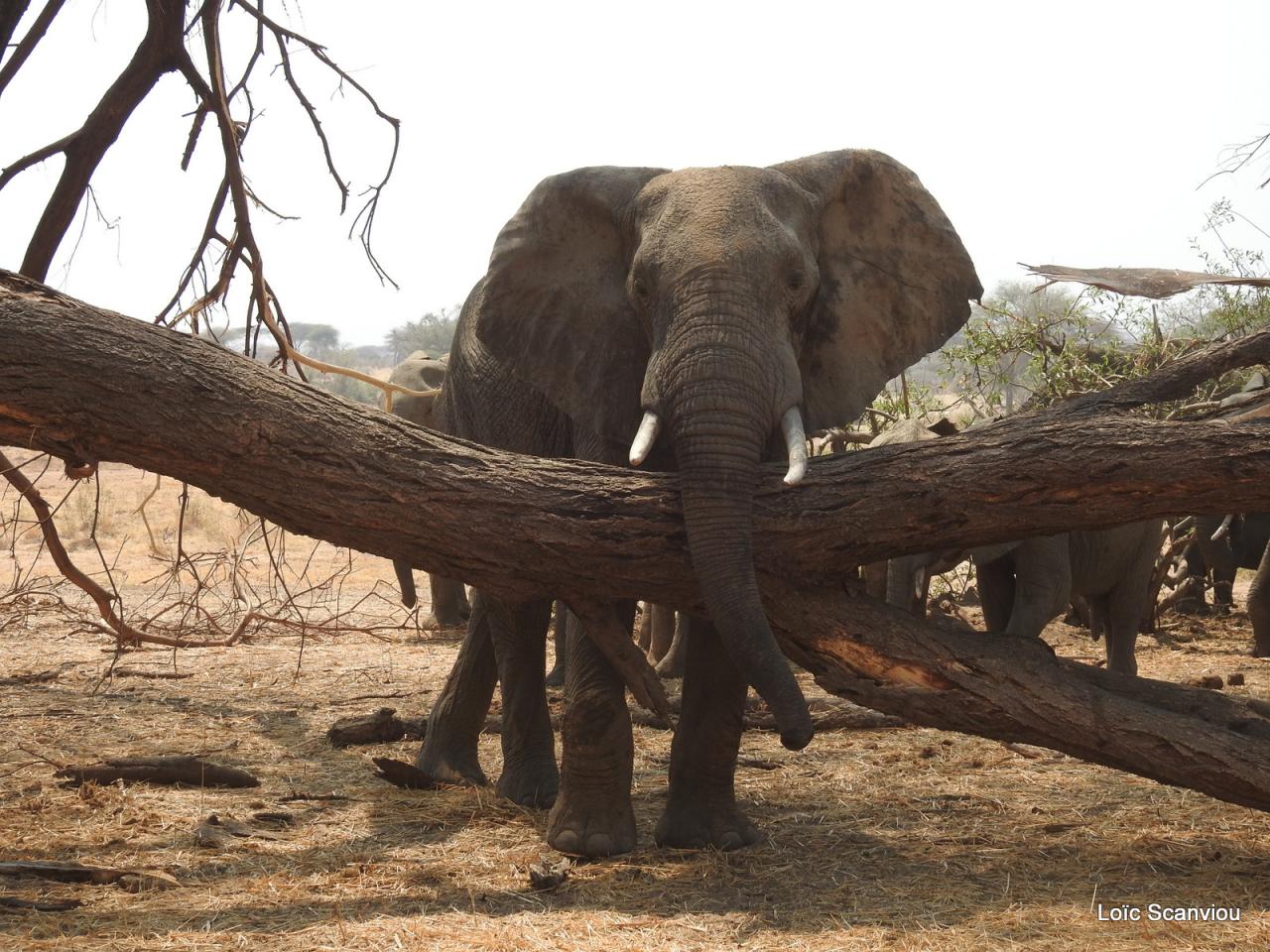 Eléphant (82)