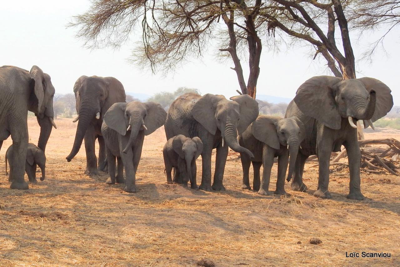 Eléphant (83)