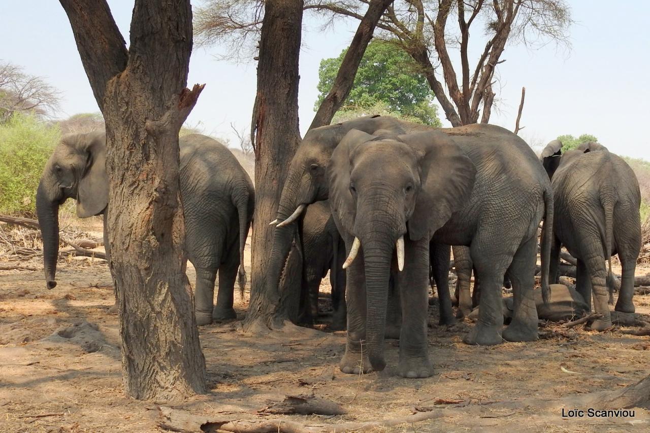 Eléphant (84)