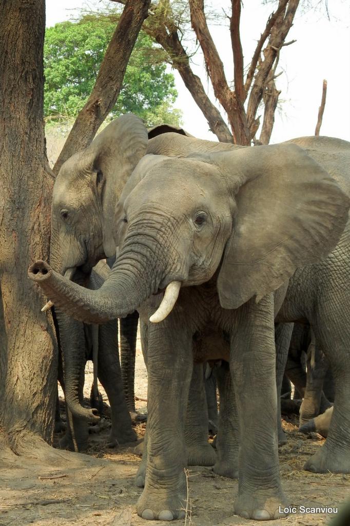 Eléphant (85)