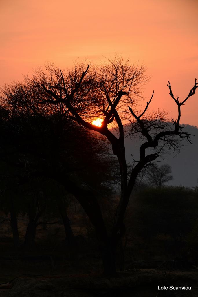 Ruaha (19)