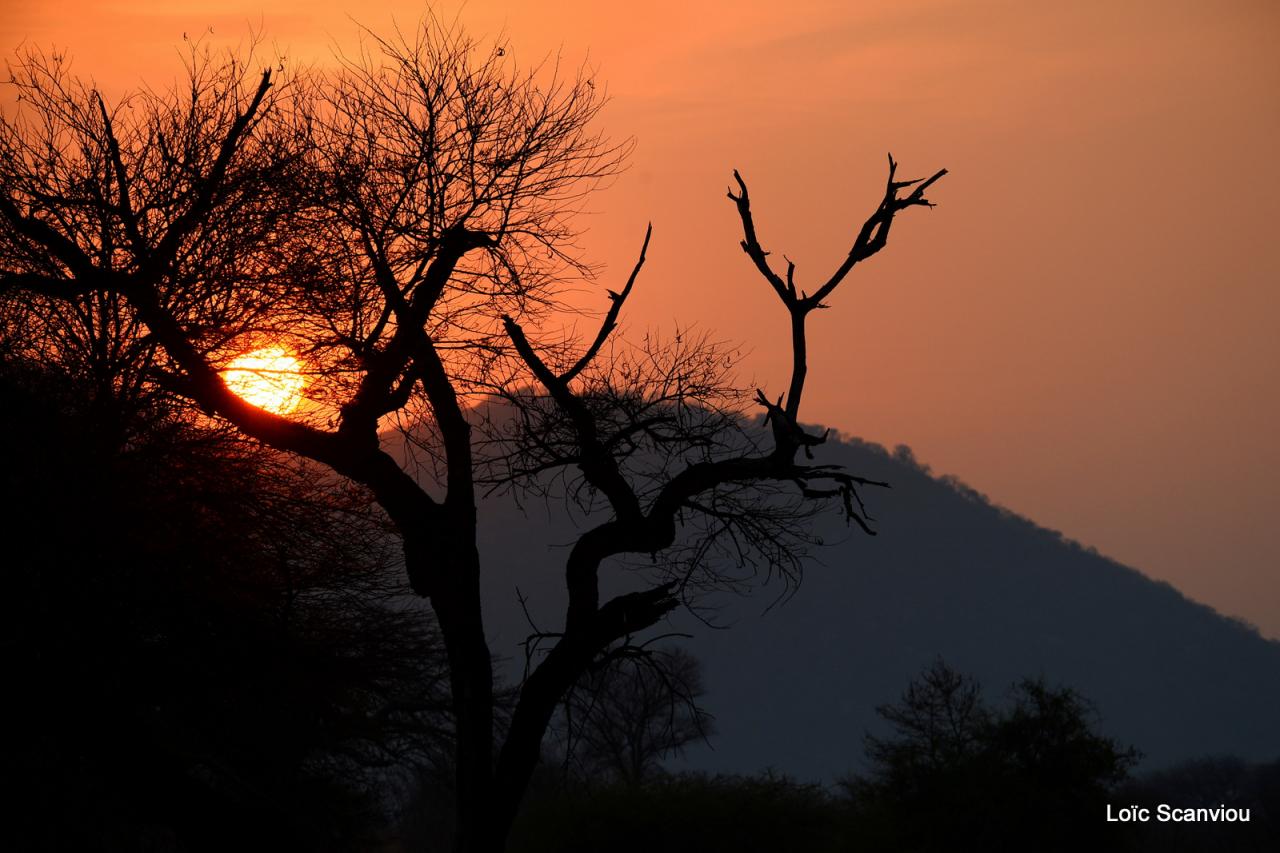 Ruaha (20)