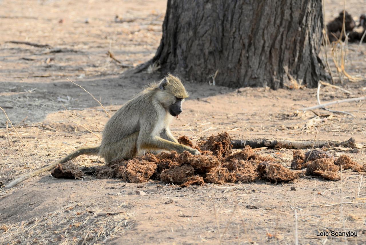 Babouin/Baboon (5)
