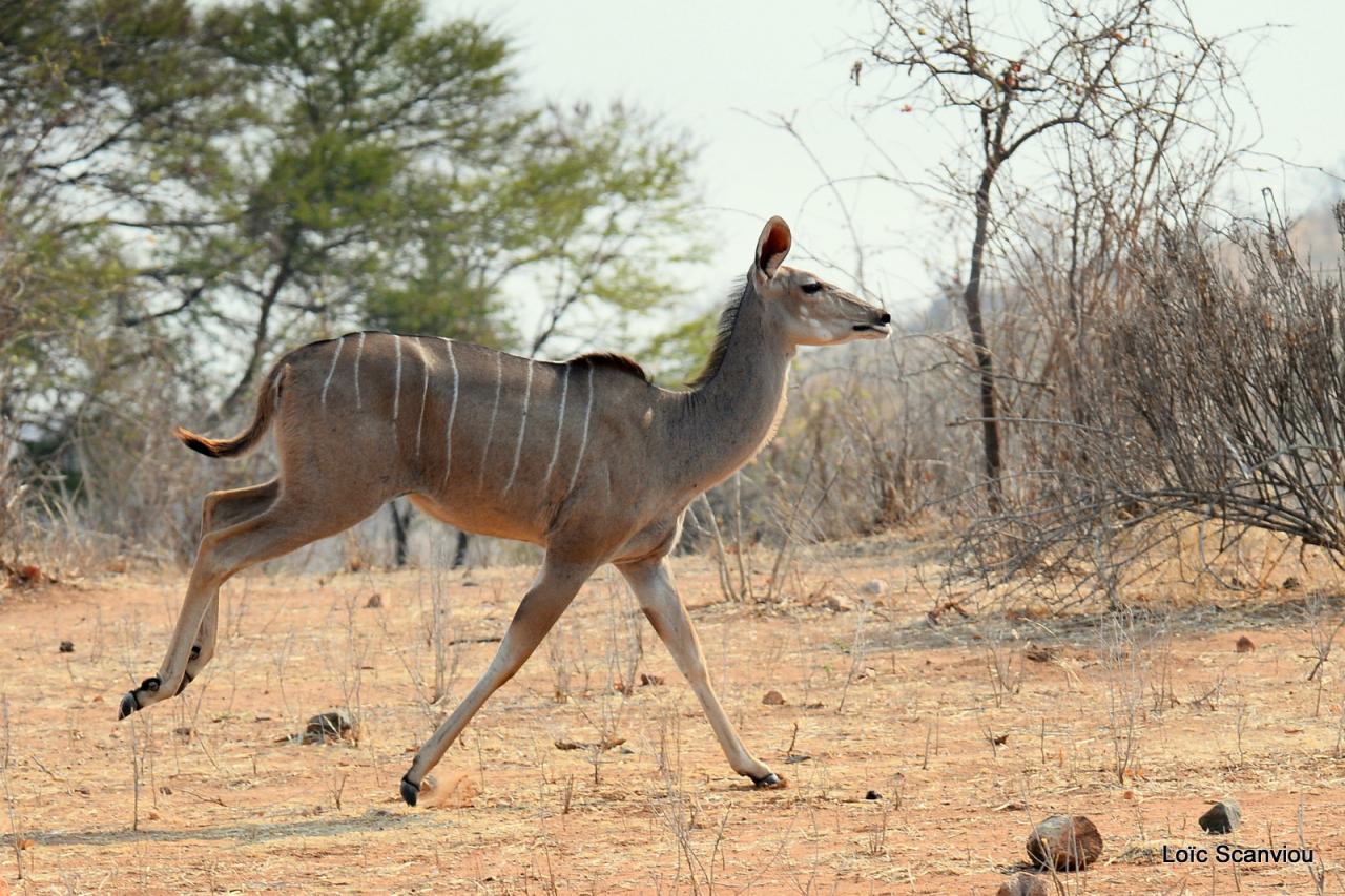 Koudou/Kudu (8)